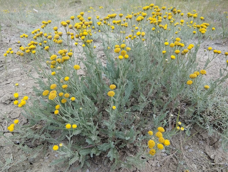 Tanacetum achilleifolium photo 2