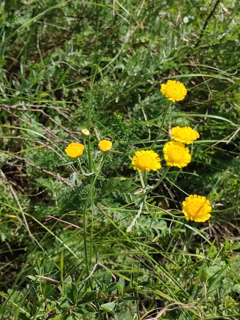Tanacetum achilleifolium photo 3