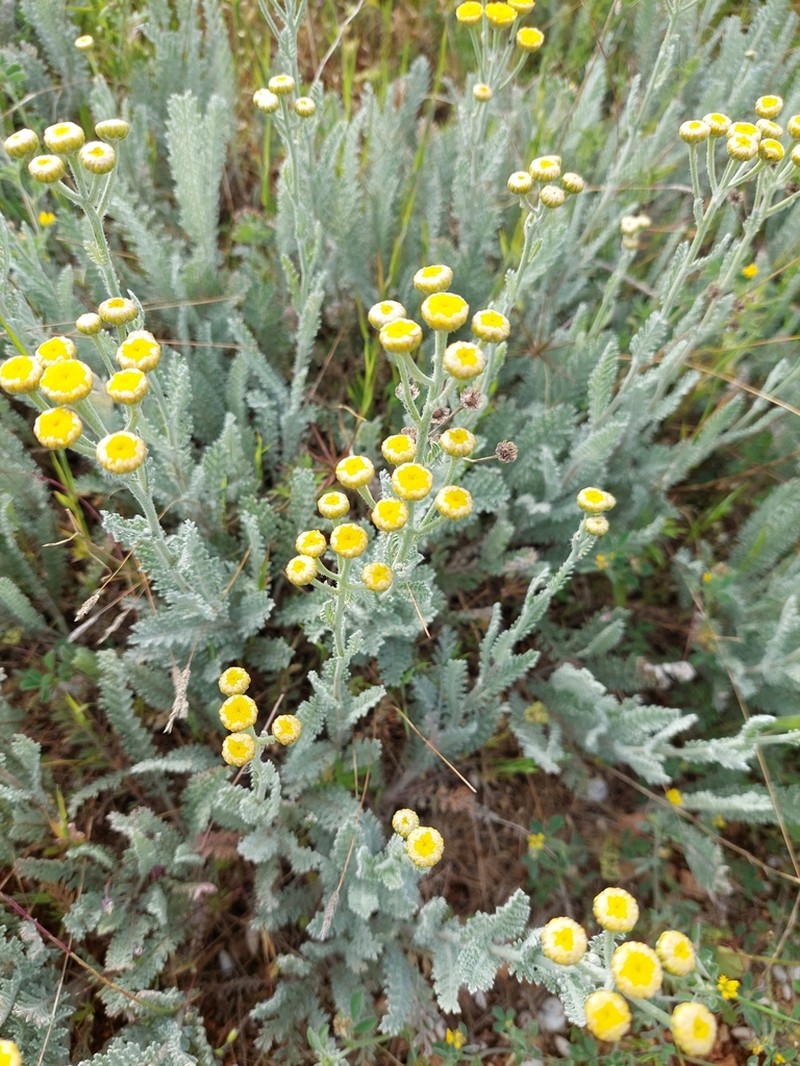 Tanacetum achilleifolium photo 4
