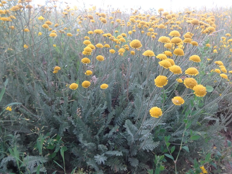 Tanacetum achilleifolium photo 5