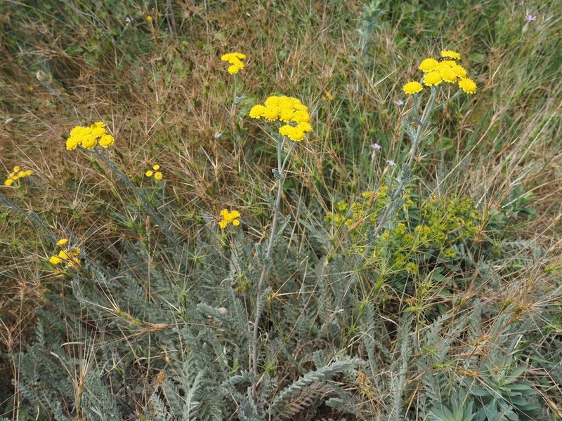 Tanacetum achilleifolium photo 6