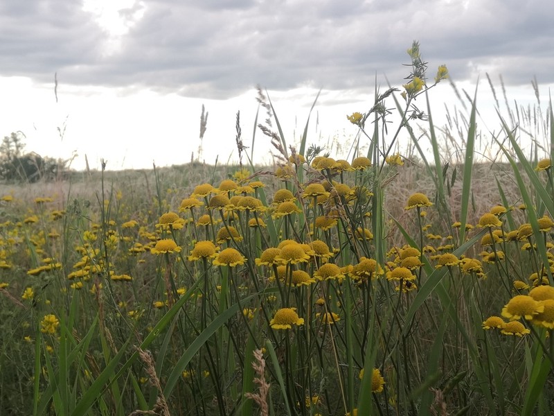 Tanacetum achilleifolium photo 7