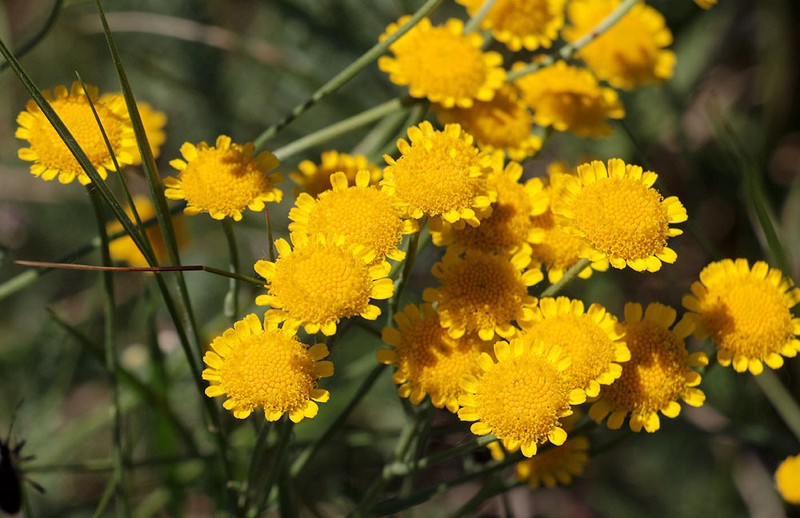 Tanacetum achilleifolium photo 8