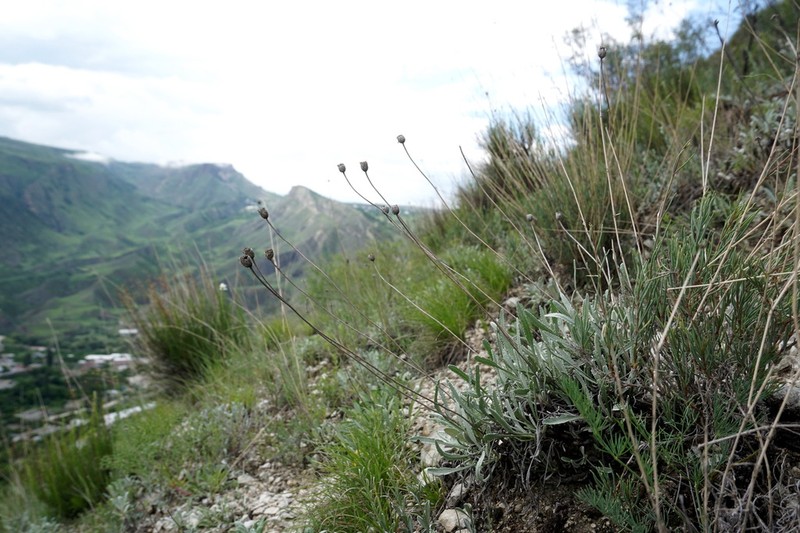 Tanacetum akinfiewii