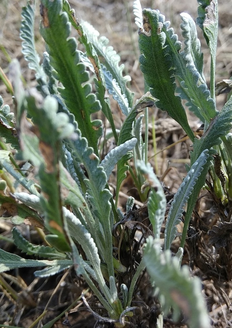 Tanacetum akinfiewii photo 2