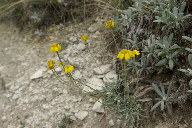 Tanacetum akinfiewii photo 4