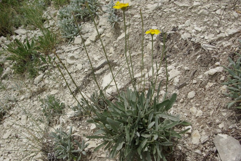 Tanacetum akinfiewii photo 6