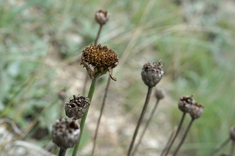 Tanacetum akinfiewii photo 8