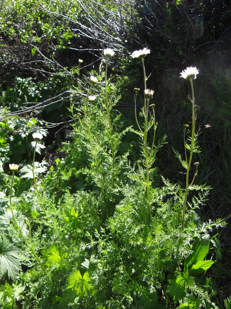 Tanacetum alatavicum