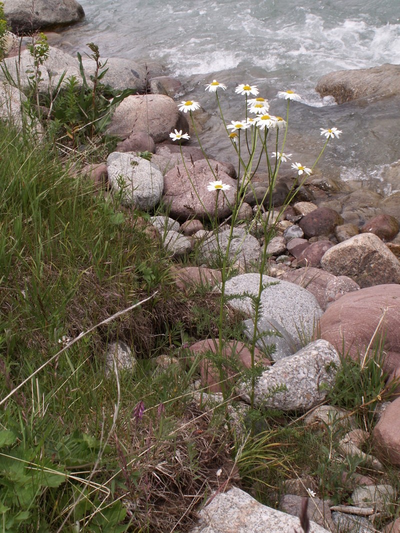 Tanacetum alatavicum photo 2