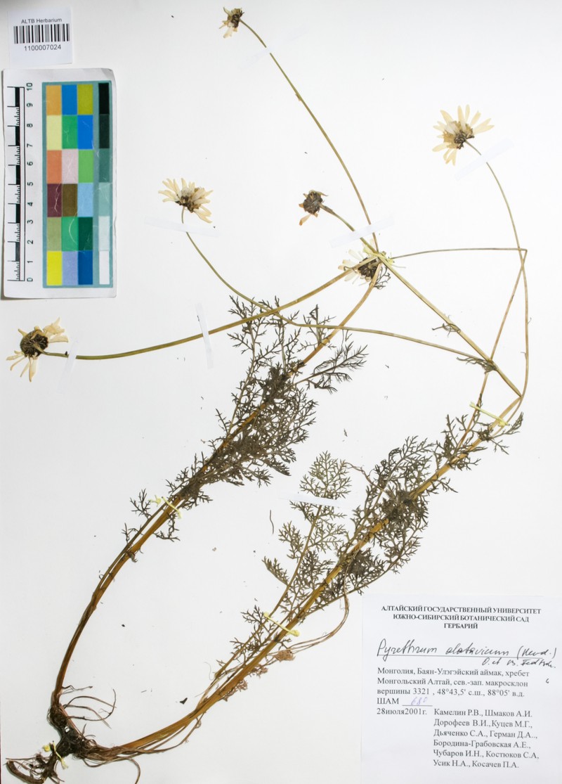 Tanacetum alatavicum photo 4