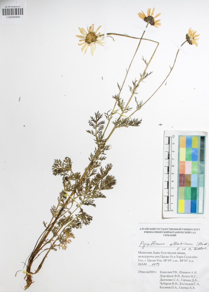 Tanacetum alatavicum photo 5