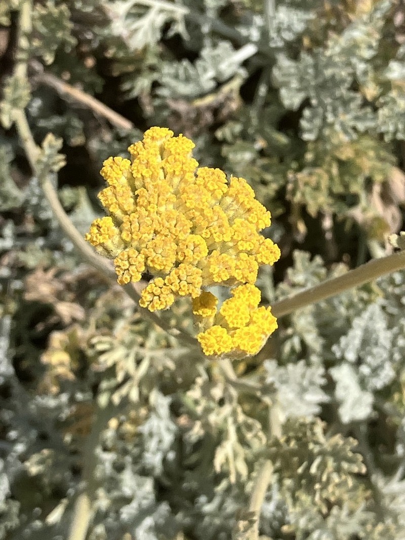 Tanacetum argenteum photo 2