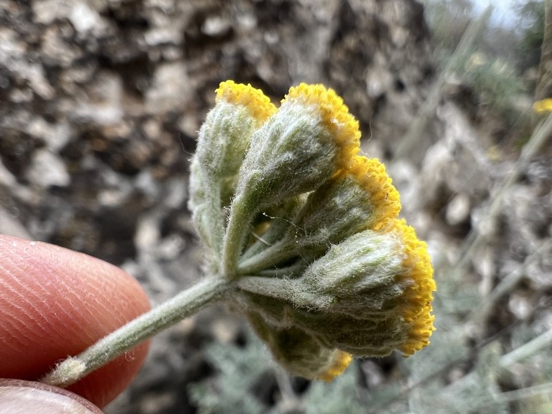 Tanacetum argenteum photo 3