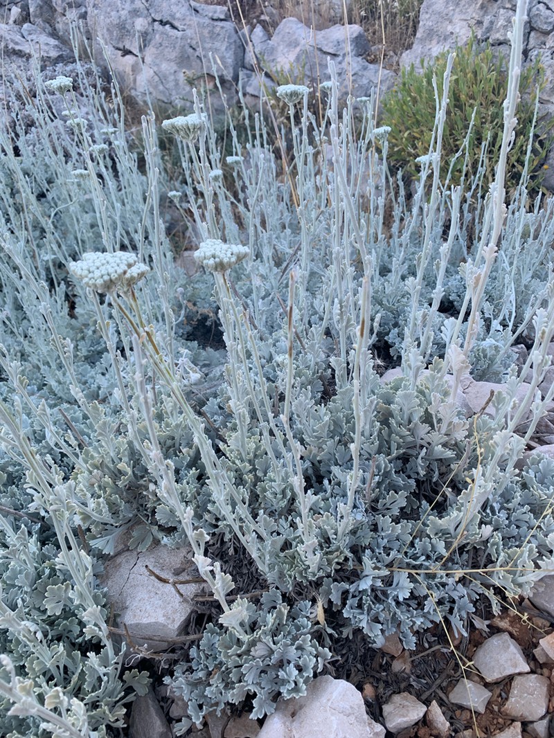Tanacetum argenteum photo 4