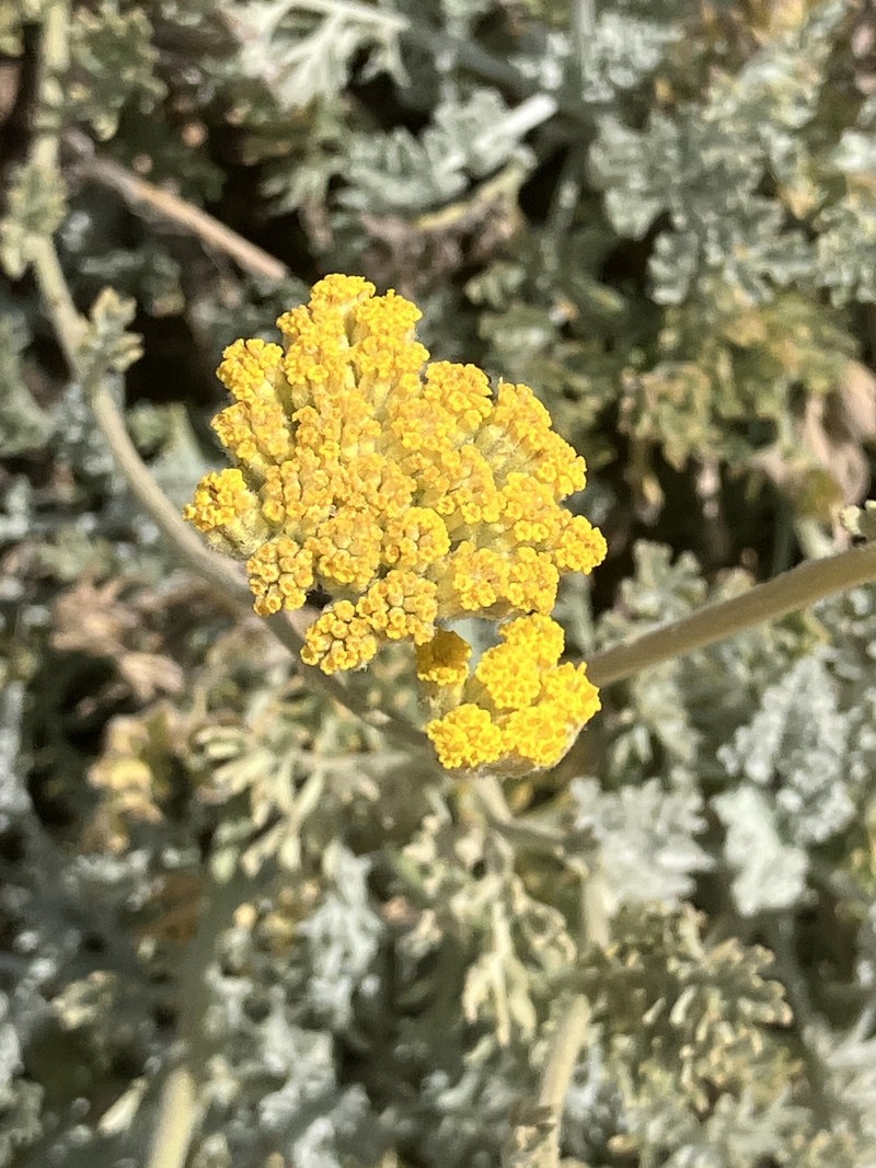 Tanacetum argenteum photo 5