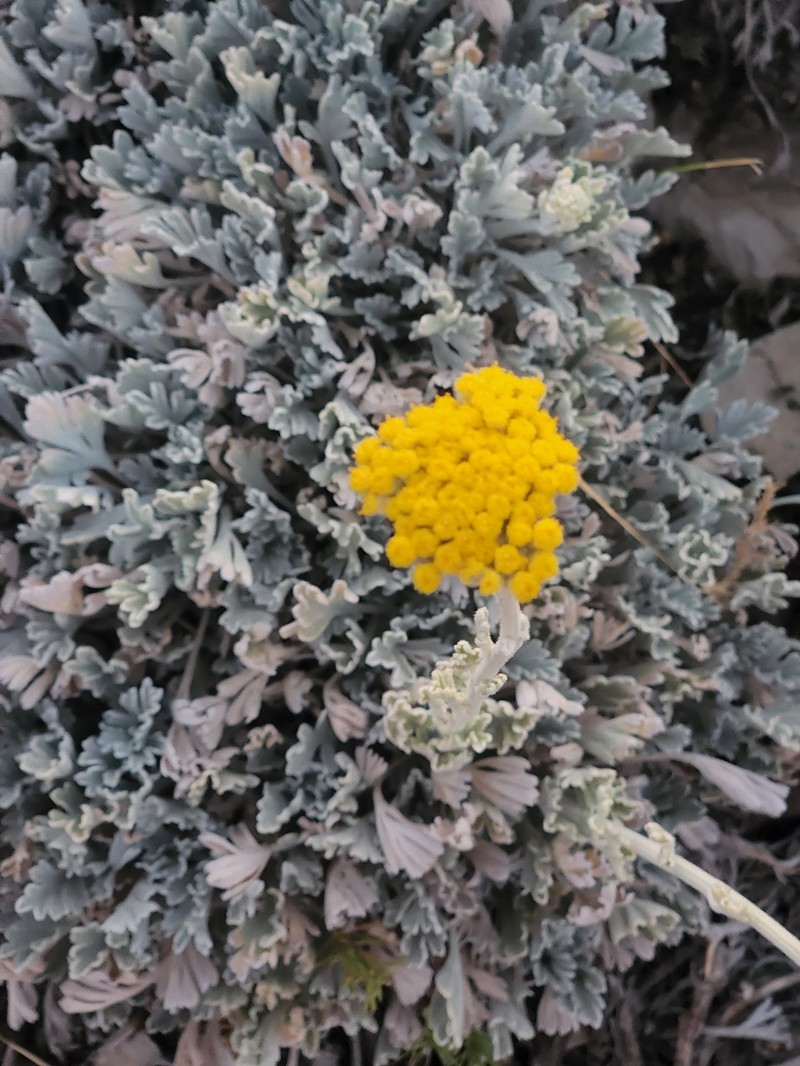 Tanacetum argenteum photo 6