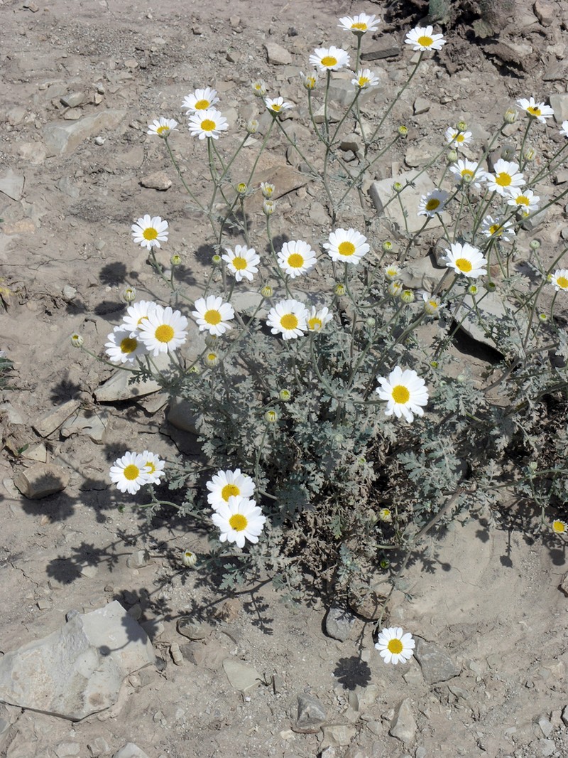 Tanacetum armenum