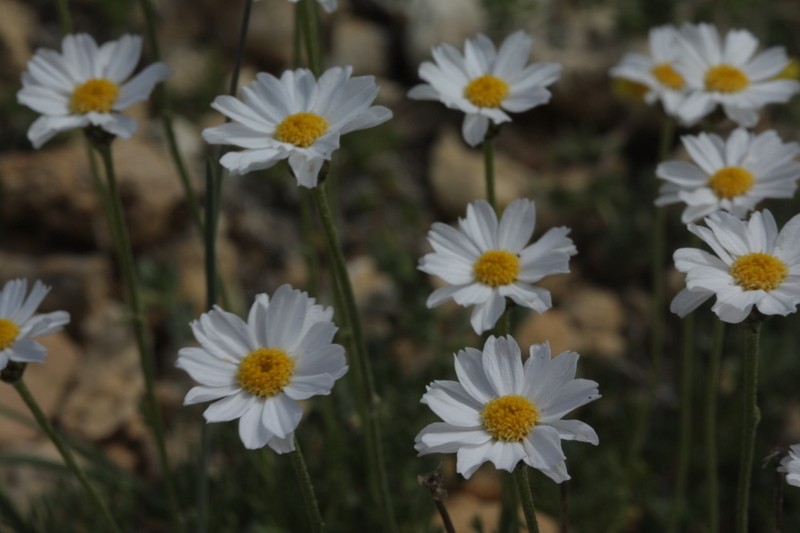 Tanacetum armenum photo 2