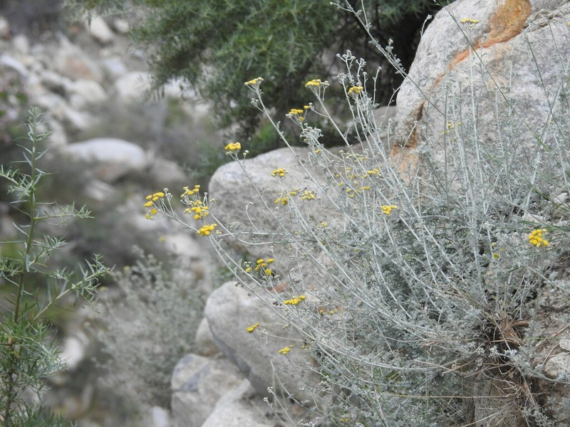Tanacetum artemisioides