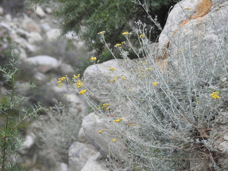 Tanacetum artemisioides photo 2
