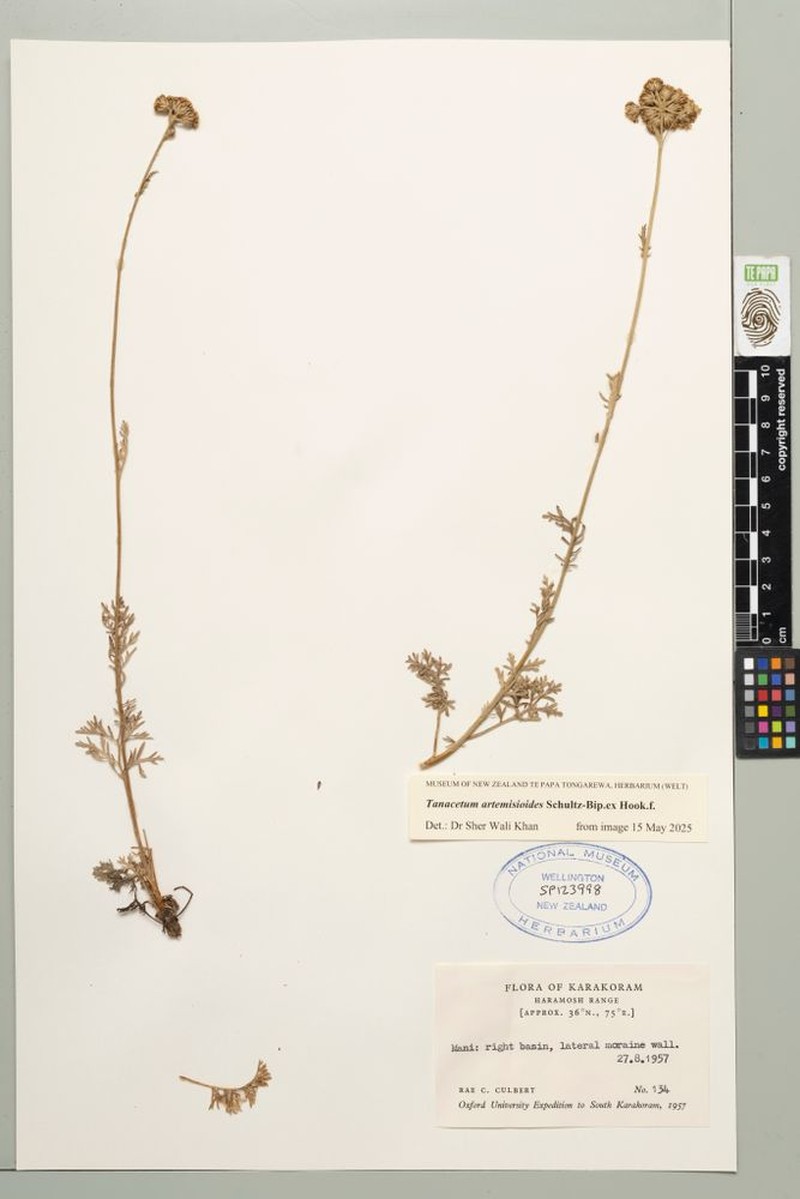 Tanacetum artemisioides photo 3