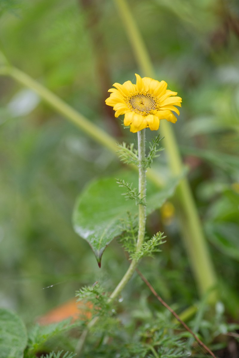 Tanacetum atkinsonii
