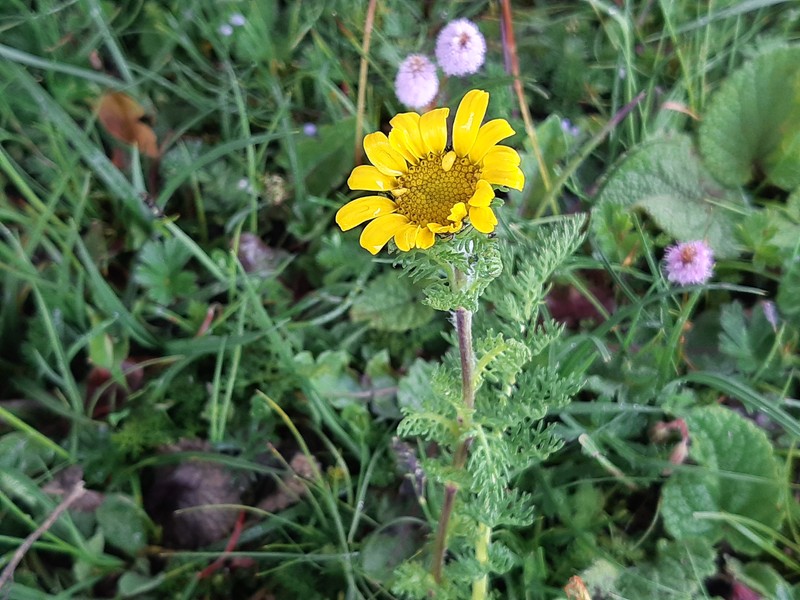 Tanacetum atkinsonii photo 2