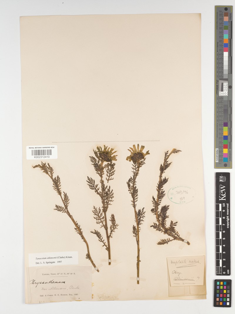 Tanacetum atkinsonii photo 3