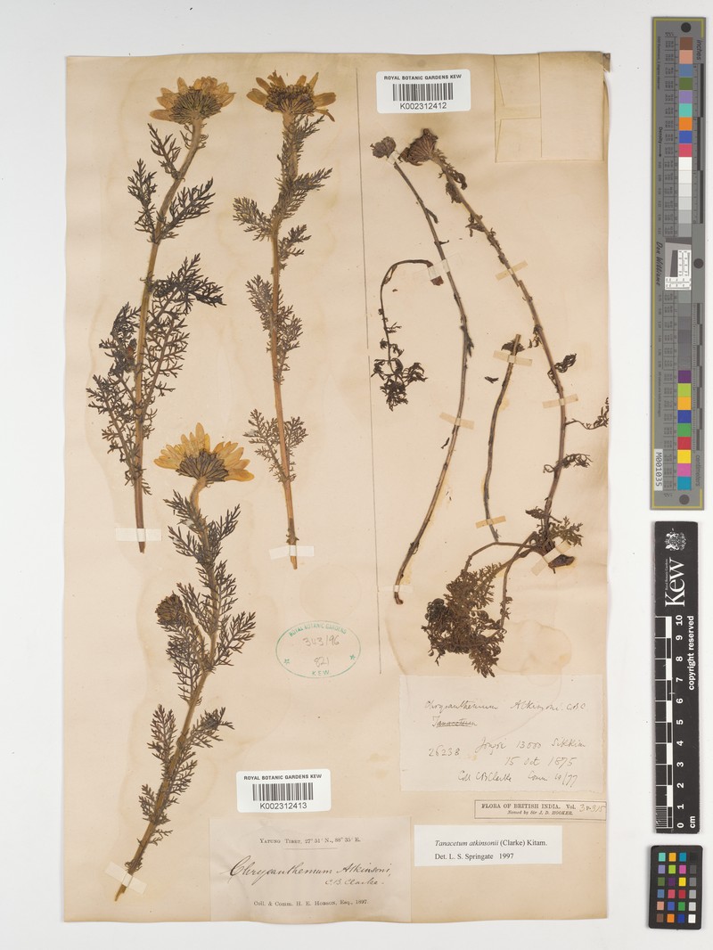 Tanacetum atkinsonii photo 4