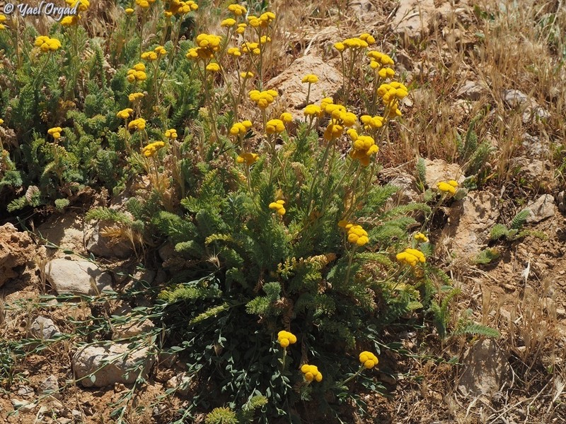 Tanacetum aucheri