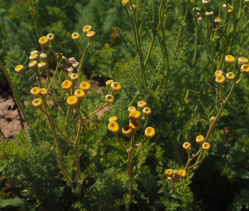 Tanacetum aucheri photo 2
