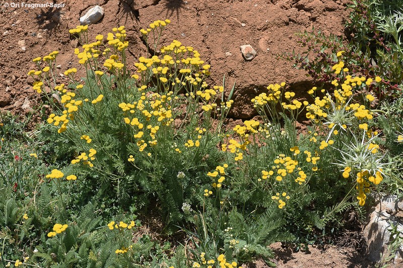 Tanacetum aucheri photo 3
