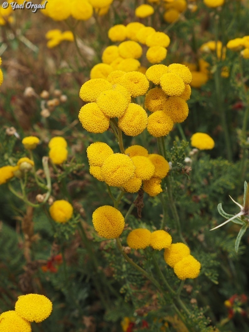 Tanacetum aucheri photo 4