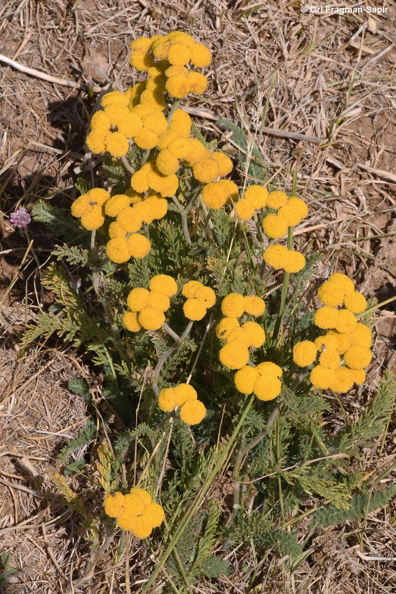 Tanacetum aucheri photo 5