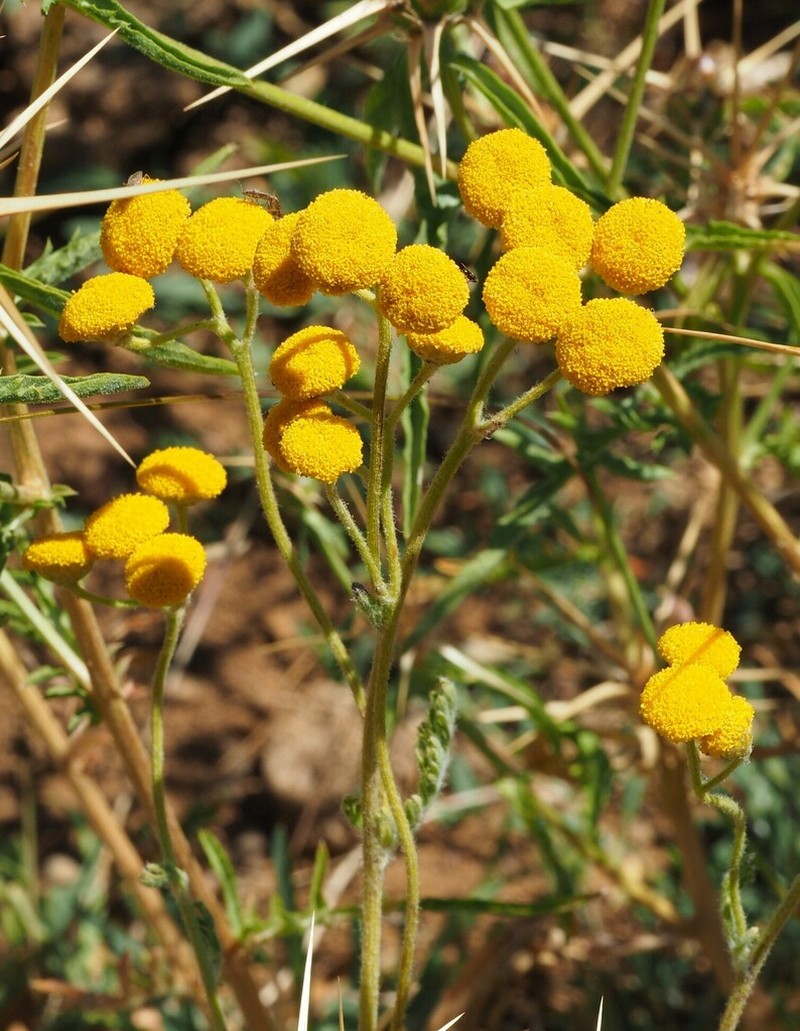 Tanacetum aucheri photo 6