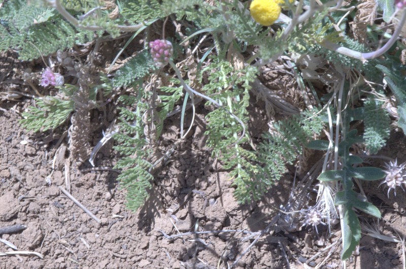 Tanacetum aucheri photo 7