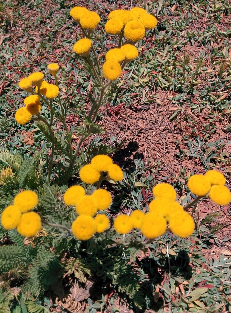 Tanacetum aucheri photo 8