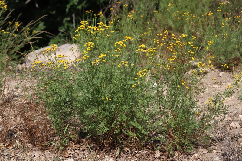 Tanacetum audibertii