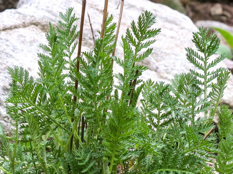 Tanacetum audibertii photo 2