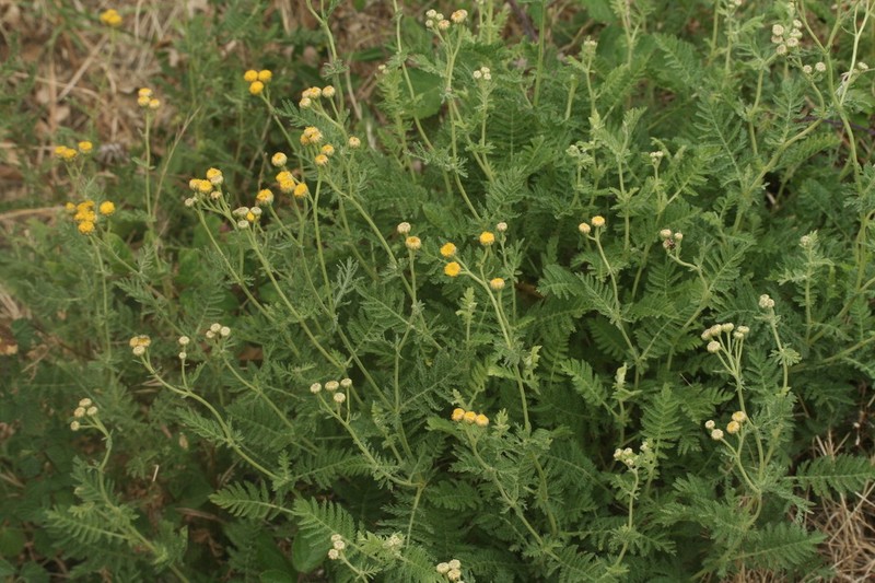 Tanacetum audibertii photo 3