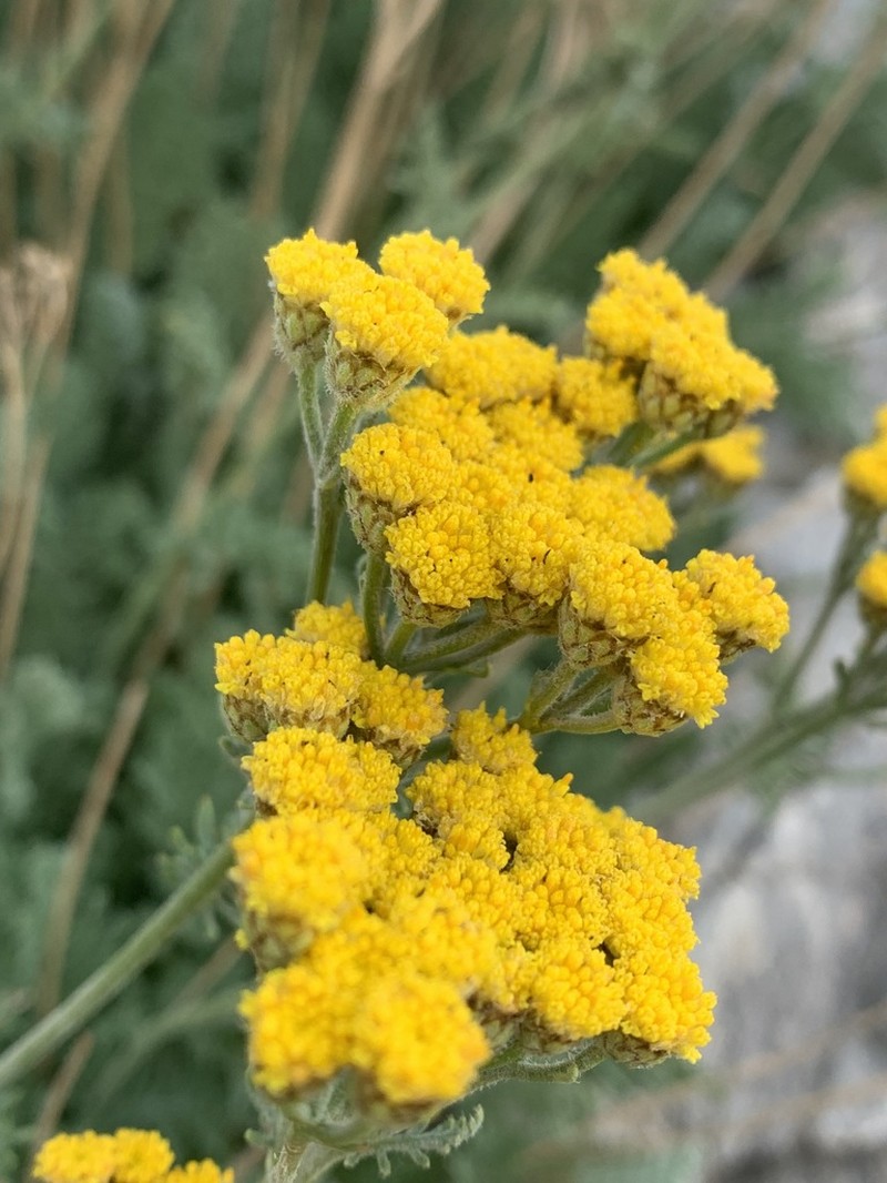 Tanacetum aureum