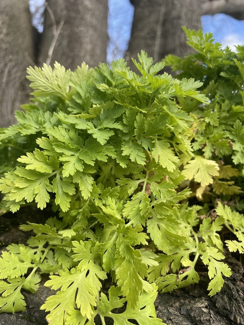 Tanacetum aureum photo 2