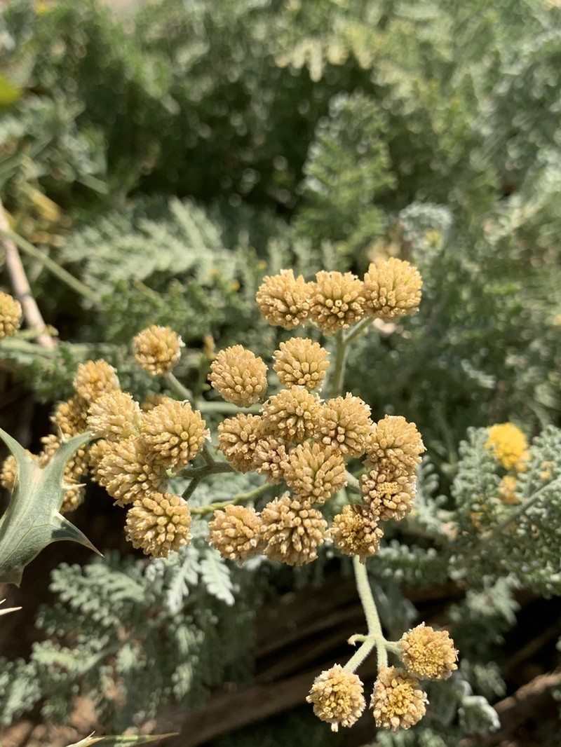 Tanacetum aureum photo 3
