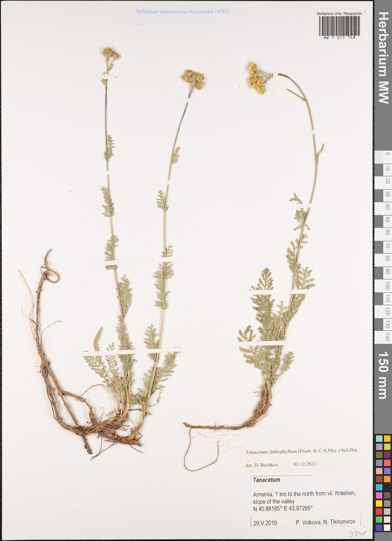 Tanacetum aureum photo 4