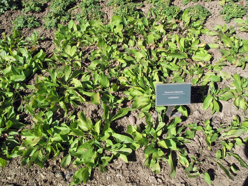 Costmary photo 2