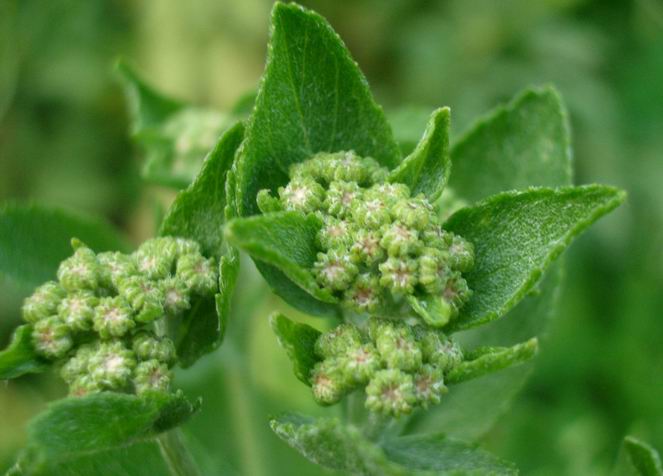Costmary photo 6