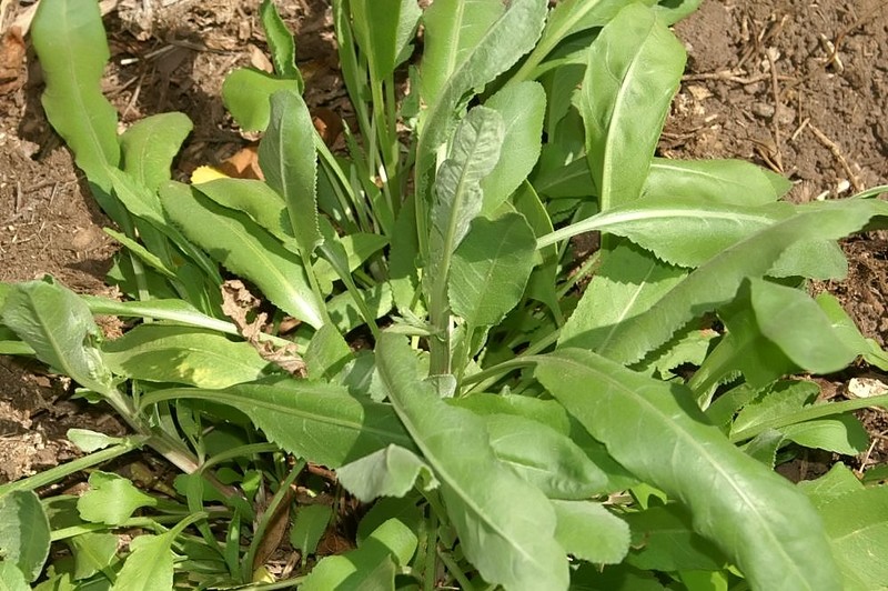 Costmary photo 3