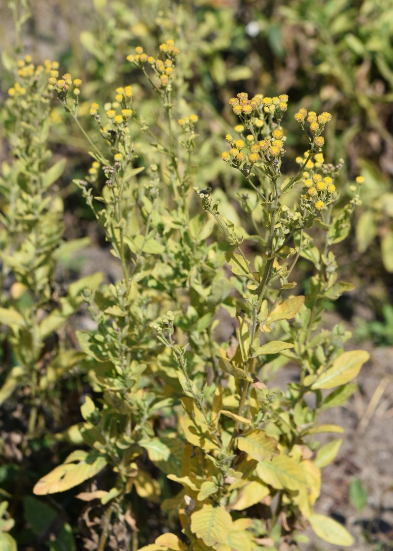 Costmary photo 4