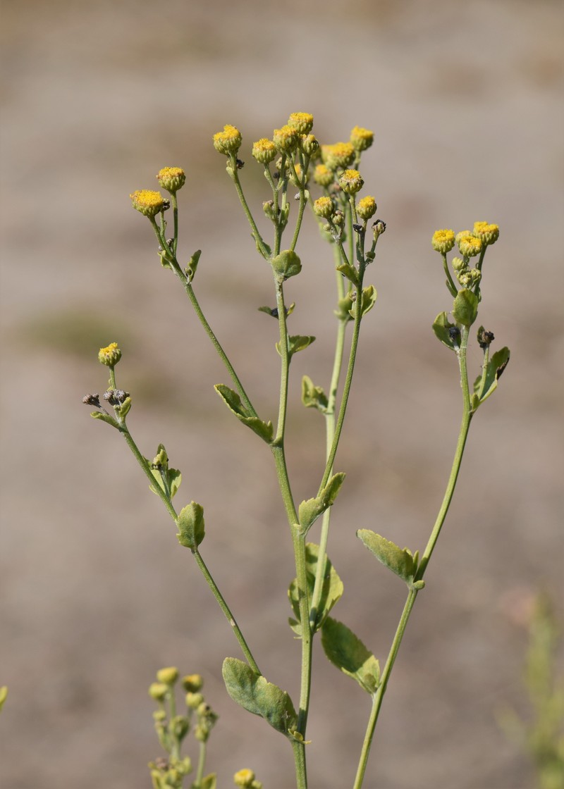 Costmary photo 5